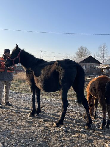 продам голубей: Продаю | Кобыла (самка) | Полукровка, Кара Жорго | Для разведения, Для молока, Рабочий | Племенные, Осеменитель, Мерин