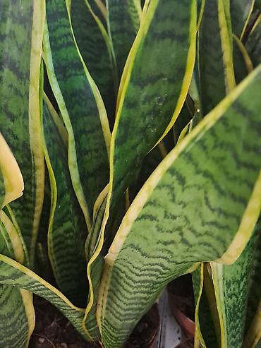 Ostale kućne biljke: Sanseverije, velike biljke sa prve, druge i trece slike su 3500 — 5