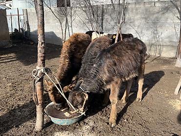 Коровы, быки: Продаю | Тёлка | Алатауская | Для разведения | Осеменитель — 9