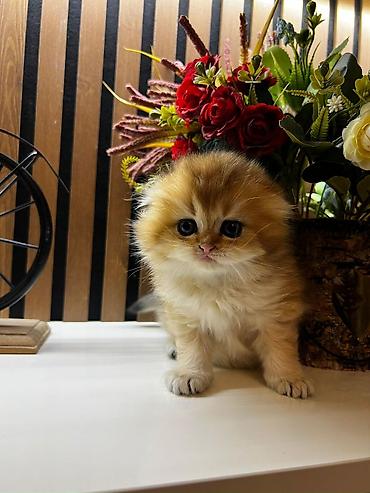 Pişiklər: Britan, Erkək, Dişi — 10