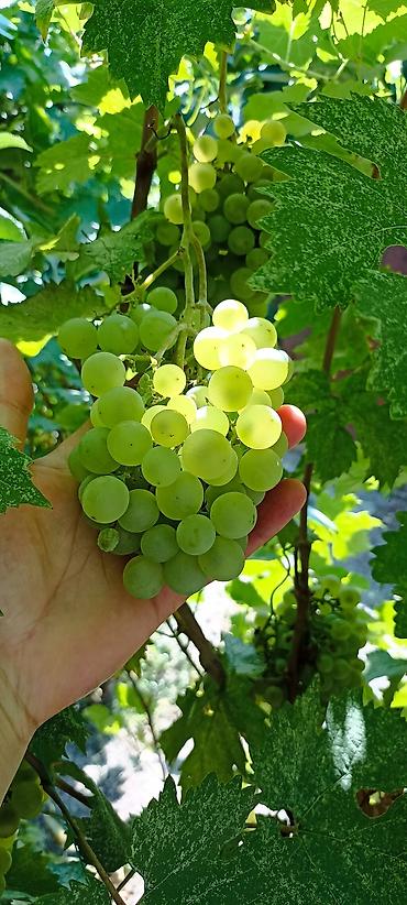 ячмень семенник: Саженцы винограда! Принимаю заказы! Размножение и укоренение — 3