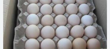 клетки для животных: Куплю бройлерное яйцо