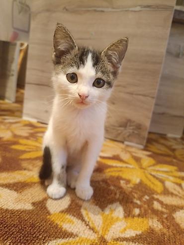 домашний кошка: Котёнок домашний, короткошёрстный. Окрас бело-тигровый: белая мордочка — 1