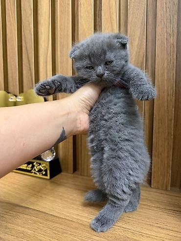 Животные: Шотландская вислоухая — 4