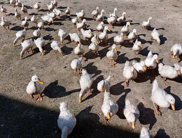 Ördəklər: Dişi, | Kuban, Ətlik, Ünvandan götürmə — 9