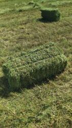 сколько стоит кролик домашний: Куплю Клевер Беде Сатып Алам Сеновалдан оптом наличка