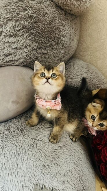 Pişiklər: Şinşilla, Dişi — 17