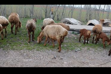 Бараны, овцы: Продаю | Овца (самка), Ягненок | Гиссарская, Арашан | Для разведения | Котные, Матка