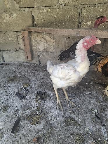 Xoruzlar: Xoruz, Heyratı, il: 2, Ödənişli çatdırılma — 4