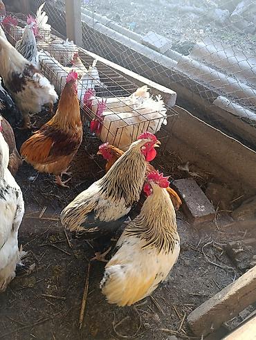 Птицы: Петухи большие — 5