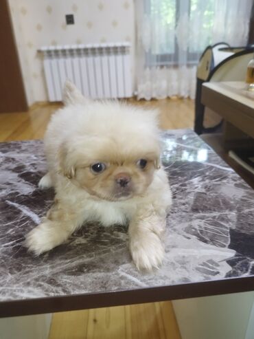 itler gence: Pekines, 2 ay, Erkek, Ünvandan götürmə