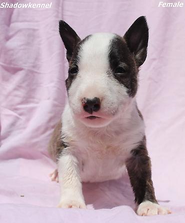 Primamo rezervacije za izuzetno kvalitetne štence mini bull terijera na lalafo.rs Primamo rezervacije za izuzetno kvalitetne štence mini bull terijera