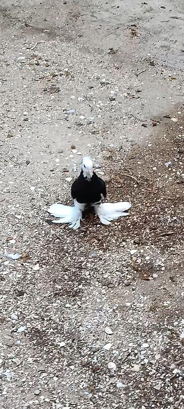 Qara-ağ rəng çaları olan bəzək göyərçini. Baş və quyruqda ağ, bədən