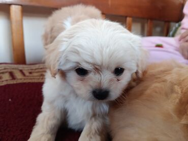 İtlər: Pekines — 10