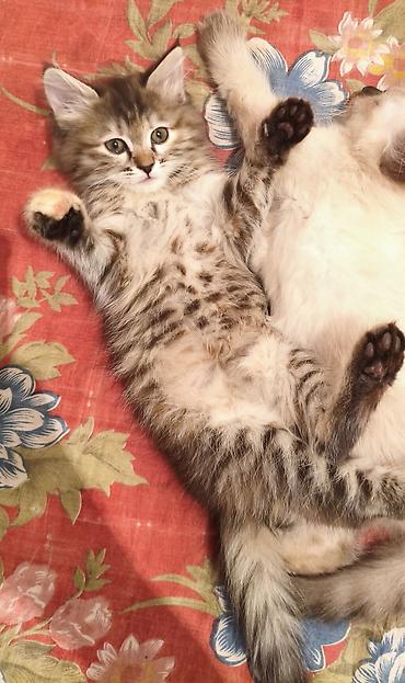 Отдам даром кошку: 3 месяца, Девочка, Приучена к лотку — 2