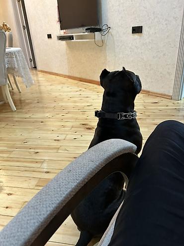 cütləş: Pitbul, 2 il, Erkək, Cütləşmə üçün, Ünvandan götürmə — 5