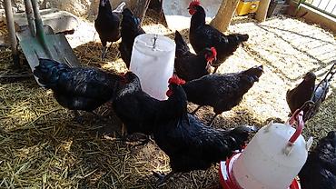K/t heyvanları və malları: Toyuq, Yumurtalıq — 4