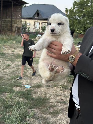 Продажа собак: Алабай, 1 месяц, Самец — 13