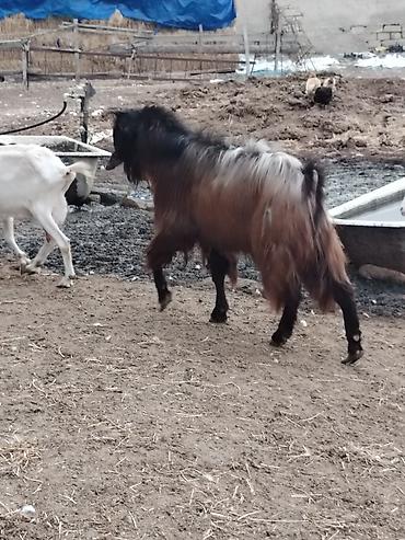 keci seki: Satışda – uzun tüklü erkək keçi (teke). Xüsusiyyətlər: - Cins tipi — 1