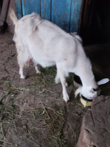 альпийская коза: Продаю | Коза (самка) | Зааненская | Для молока