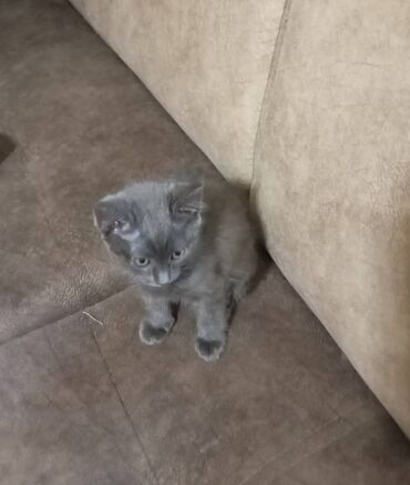 кошка британская шиншилла: Кошка даром: Русская голубая, 2 месяца, Девочка, Метис