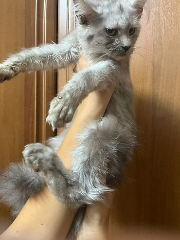 котенок сиамский: Мейн-кун, 3 месяца, Девочка, Серый — 2