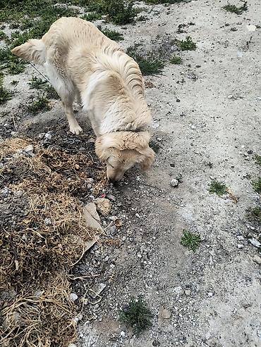 labrador retriever: Retriever, Peyvəndli — 3