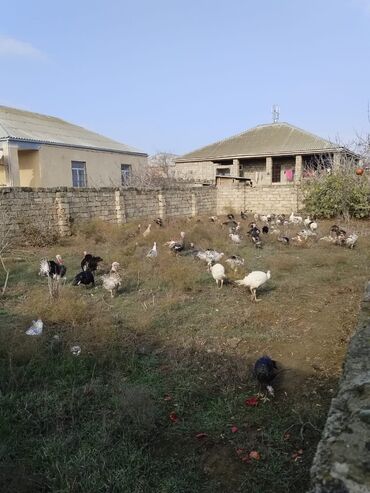 Hinduşka: Məhsul: Hind quşları (Biq 6 və “Beyləqan” sortları) Təsvir: - — 8