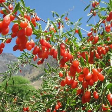 ağac gülləri: Goji berry unvan novxanı kendi türkiyeden gelen şifalı meyve ağacı wp