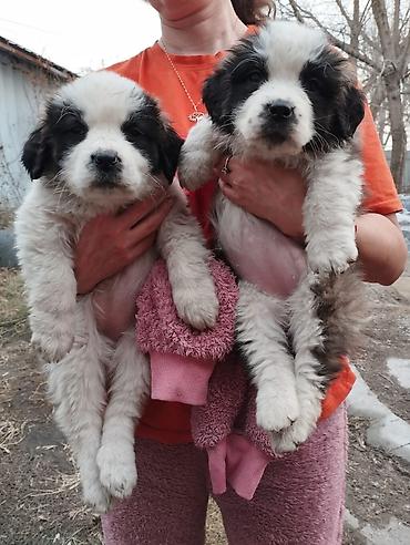 Продажа собак: Сенбернар Щенки крупной породы, пушистые, с бело‑черным окрасом — 2