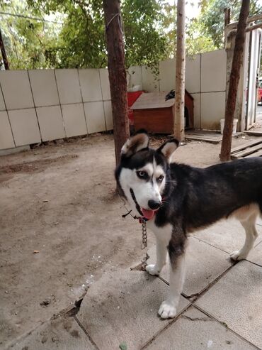 Fizika: Xaski