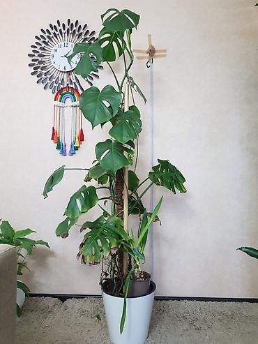 Монстеры: Продаются комнатные растения. Выращенные в домашних условиях и — 3