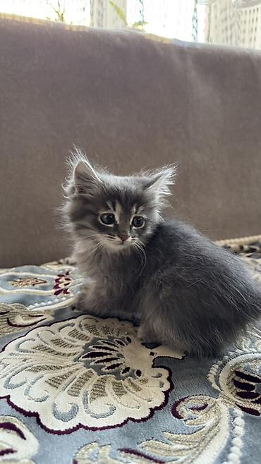 кошачий латок: Сибирская, 1 месяц, Мальчик, Серый, Приучена к лотку — 4