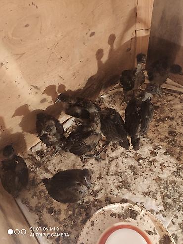 etlik cuceler: Məhsul: Cins toyuq cücələri Şekildeki toyuqların cüceleri satılır — 2
