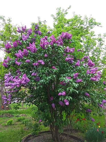 Сирень: Продаю саженцы. Сажать и пересаживать нижеперечисленное нужно весной — 13