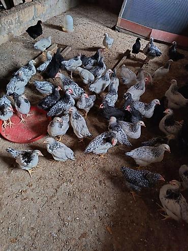 pişik satışı ucuz: 30 ədəd cücə tecili satilir tam saglamdirlar heç bir prablemi yoxdur — 1