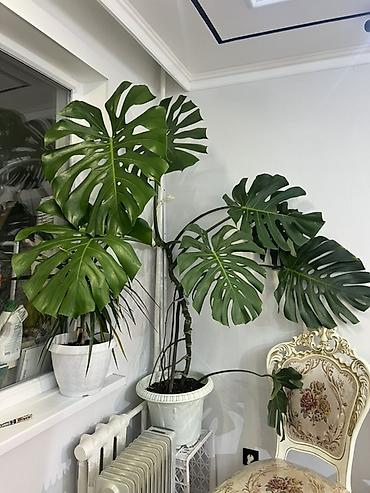 Монстеры: Распродажа цветов связи с переездом. делициоза (Monstera deliciosa) — — 2