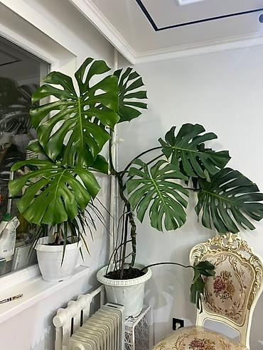 Монстеры: Монстера вариегатная (Monstera deliciosa variegata) — комнатное — 12