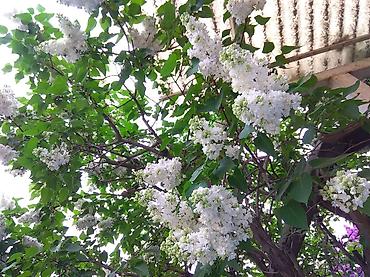 Сирень: Продаю саженцы. Сажать и пересаживать нижеперечисленное нужно весной — 18