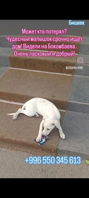 Отдам даром собаку: Собака даром: 7 месяцев, Самец — 9