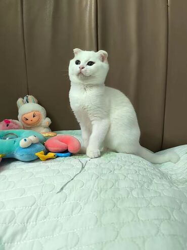 продажа собак в баку: Шотладская вислоухая, Самка