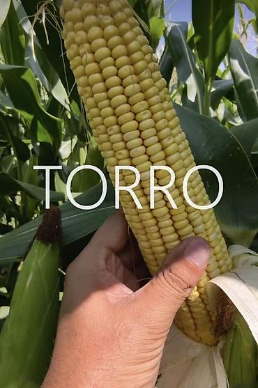 Силос 5 сом с поля сорт Торро 50 тонн