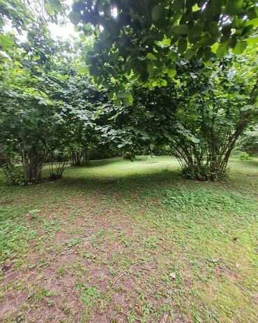 продажа бу авто в азербайджане: TƏCİLİ SATİS🛑🚨OĞUZ RAYONU🏞️ 🌳 XAÇMAZ KƏNDİ🌲 TURİZİM ƏRAZİSİ 24 SOT
