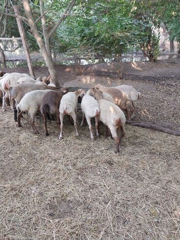 Akvarium aksessuar və ləvazimatları: Quzu, Erkək, ay: 7, 18 kq, Ödənişli çatdırılma