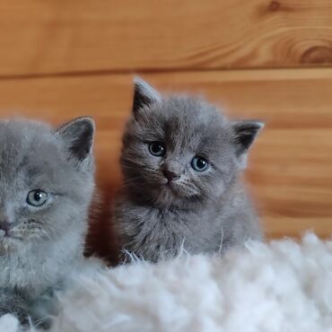 шотландская вислоухая длинношерстная кошка: Скотиш Страйт (Шотландская прямоухая), 2 месяца, Девочка, Голубой, Приучена к лотку, Проглистована at lalafo.kg шотландская вислоухая длинношерстная кошка: Скотиш Страйт (Шотландская прямоухая), 2 месяца, Девочка, Голубой, Приучена к лотку, Проглистована