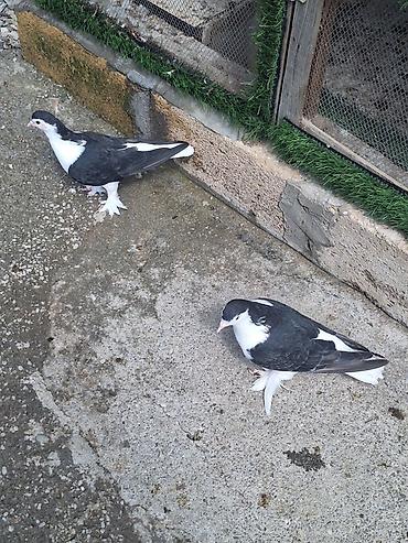 pavlin goyercin satisi: Bir Cüt Delfinər Satlır Citdi Qiymət 70 Manat Ünvan Ağsu Alıcı Narahat — 3