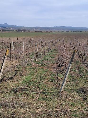 Torpaq sahələrinin satışı: 66 sot, Kənd təsərrüfatı — 6