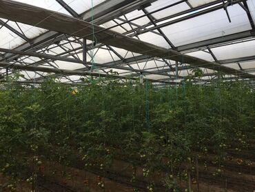 Bağ evlərinin satışı: Bakı, Türkan qəs., 1500 kv. m, 7 otaqlı, Hovuzlu, Qaz, İşıq, Su — 8