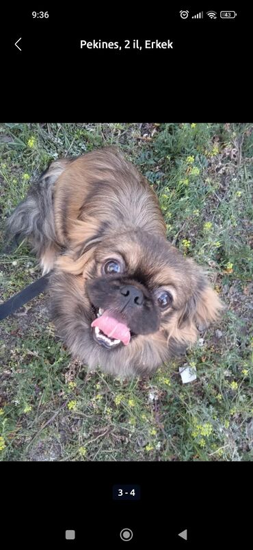 İtlər: Pekines, 2 il, Erkek, Peyvəndli, Ünvandan götürmə