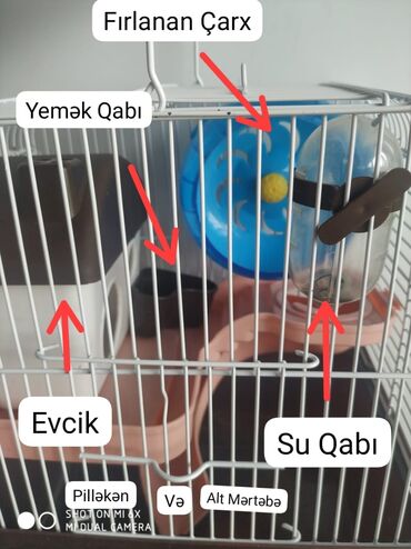 toyuq yem qabi: Gözəl Xamyak (Hamster) evi.İki Xamyak rahatlıqla yaşaya bilir.İçində